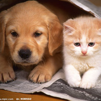 最爱欢迎的可爱真实小黄猫,小白猫头像+可爱的小狗qq头像合集