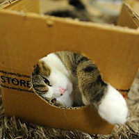 可爱小猫咪卖萌头像图片,盒子里的猫真是搞笑,喜欢不,卖萌不