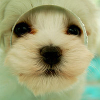 好可爱的超萌小狗狗头像图片, 最个性可爱的萌狗狗头像