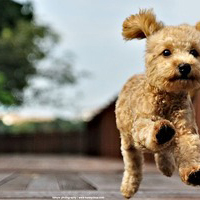 好可爱的超萌小狗狗头像图片, 最个性可爱的萌狗狗头像