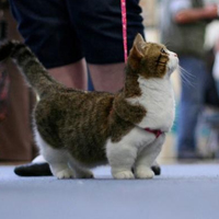 小动物大集合_小狗,小猫,猫头鹰混搭小萌动物个性头像图片