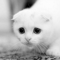 样子十分顽皮可爱卖萌可爱的小猫头像,特别讨人喜欢