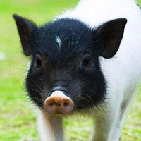 杂食类哺乳动物可爱很萌的小猪猪头像图片,搞怪的小猪太讨人喜欢了