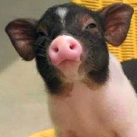 杂食类哺乳动物可爱很萌的小猪猪头像图片,搞怪的小猪太讨人喜欢了
