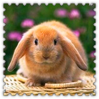 兔子头像图片
