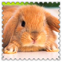 可爱机灵超萌小兔子头像图片,三瓣嘴,非常可爱,我最喜欢了