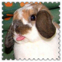 可爱机灵超萌小兔子头像图片,三瓣嘴,非常可爱,我最喜欢了