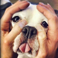 可爱捏狗狗脸的头像图片,适合微信搞笑头像图片专用