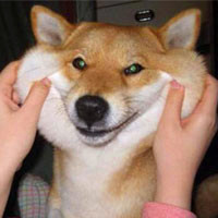 可爱捏狗狗脸的头像图片,适合微信搞笑头像图片专用