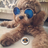 可爱萌宠头像,可人又萌的小狗狗有张戴眼镜的