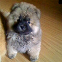 可爱小松狮犬QQ头像图片,独立、高贵但孤僻冷漠
