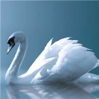 美丽的白天鹅头像图片,一副悠闲自得的神态