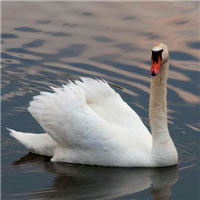 美丽的白天鹅头像图片,一副悠闲自得的神态