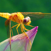 唯美蜻蜓头像图片,五彩的颜色