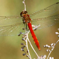 唯美蜻蜓头像图片,五彩的颜色