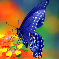 唯美蝴蝶头像,qq蝴蝶头像图片大全,颜色美丽好看