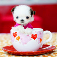 小巧可爱茶杯犬QQ头像图片,“口袋”贵宾犬