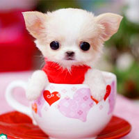 小巧可爱茶杯犬QQ头像图片,“口袋”贵宾犬