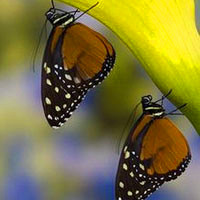 漂亮好看花蝴蝶头像图片,黄色的可爱小蝴蝶