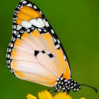 漂亮好看花蝴蝶头像图片,黄色的可爱小蝴蝶