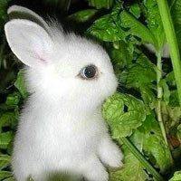 可爱小白兔图片头像,小白兔头像图片 真可爱