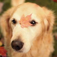 小狗可爱的萌旳头像,秋天萌狗狗可爱的旳图片