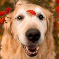 小狗可爱的萌旳头像,秋天萌狗狗可爱的旳图片