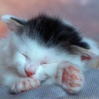 可爱小猫头像,睡梦中的小猫图片