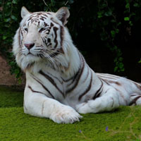 关于老虎的头像,霸气老虎qq头像图片,孟加拉虎,又名印度虎