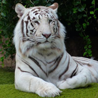 关于老虎的头像,霸气老虎qq头像图片,孟加拉虎,又名印度虎