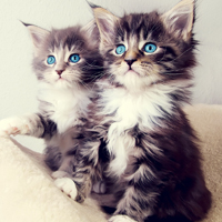 超萌可爱猫咪萌宠图片头像,世界上最可爱的猫咪猫