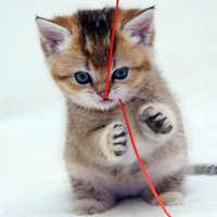 超萌可爱猫咪萌宠图片头像,世界上最可爱的猫咪猫