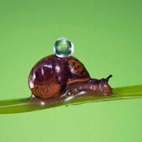 软体动物蜗牛个性头像_形状像小螺,颜色多样化