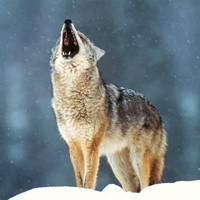 最霸气狼的头像图片_外形和狼狗相似，但吻略尖长