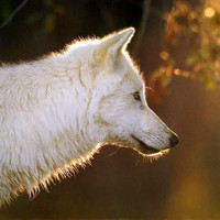 最霸气狼的头像图片_外形和狼狗相似，但吻略尖长