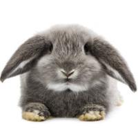 可爱兔子头像