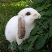 可爱兔子头像图片,萌兔兔,可爱,可爱机敏胆子小