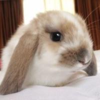 可爱兔子头像图片,萌兔兔,可爱,可爱机敏胆子小