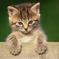 超级滑稽可爱小猫咪图片头像,人人喜欢它