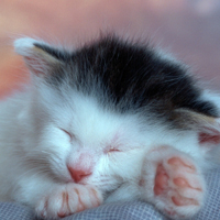 可爱的小猫咪头像,最可爱的小猫咪图片下载
