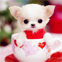 可爱又萌的茶杯犬头像图片精选32P,喜欢它吧