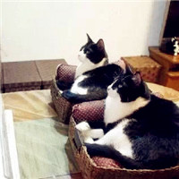 可爱的猫咪兄弟相互守候,互相关照,动物也有真情在
