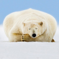 可爱憨憨的北极熊,胖胖的,眼睛小小的可可人