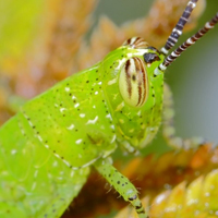 个性高清昆虫头像,绿色的蝗虫图片大全