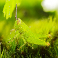个性高清昆虫头像,绿色的蝗虫图片大全