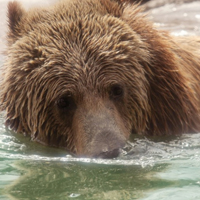 体形健硕的棕熊个性头像,游泳玩耍的棕熊图片大全