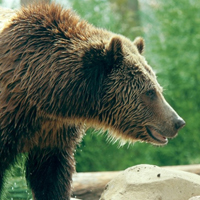 体形健硕的棕熊个性头像,游泳玩耍的棕熊图片大全