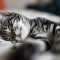 小猫睡觉图片头像,小猫睡觉的样子好好可爱