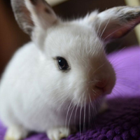 可爱兔子头像,两耳尖尖呆萌的小兔子可爱图片