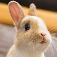 可爱兔子头像,两耳尖尖呆萌的小兔子可爱图片
